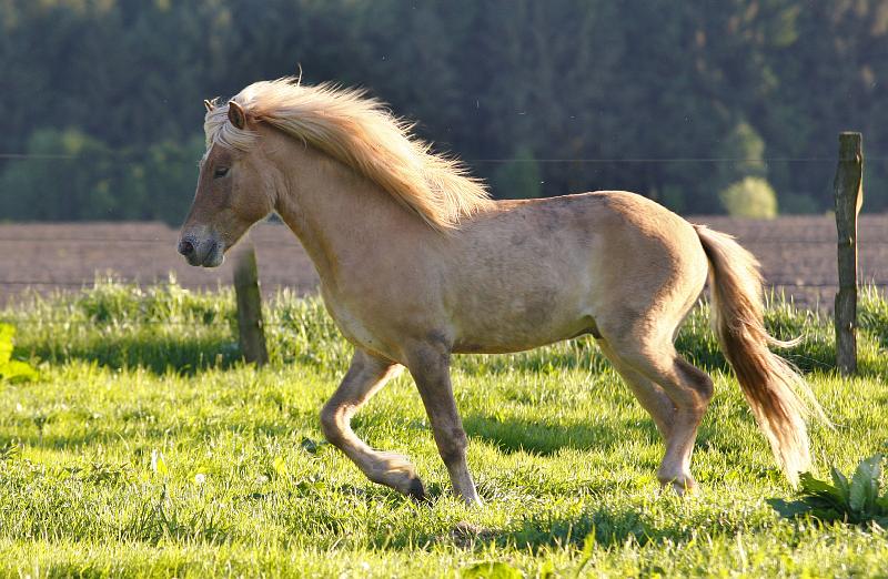 Valur von Heidmoor c.jpg